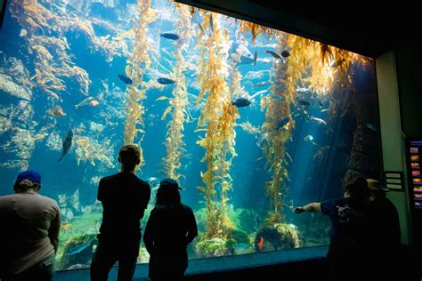 Aquarium birch san diego - The Birch Aquarium is located less than 15 miles north of downtown San Diego by La Jolla Shores Beach. The aquarium is open year-round, but operating hours vary seasonally (and the facility ...